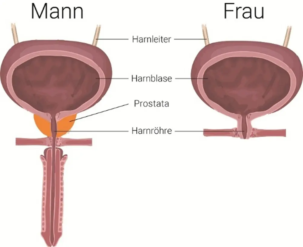 Harnblase Mann Frau